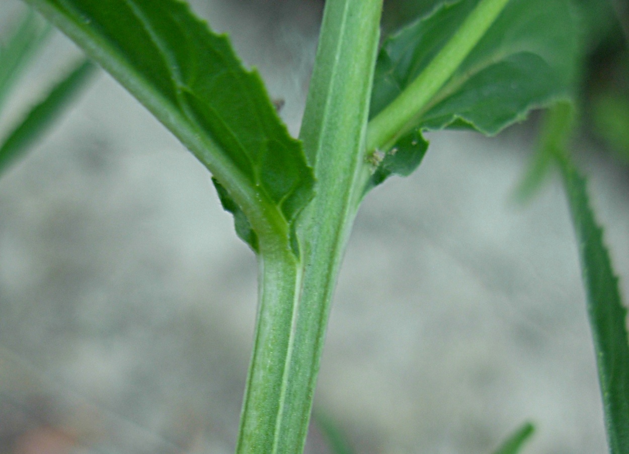 Epilobium tetragonum ssp. tetragonum/Garofanino quadrellato